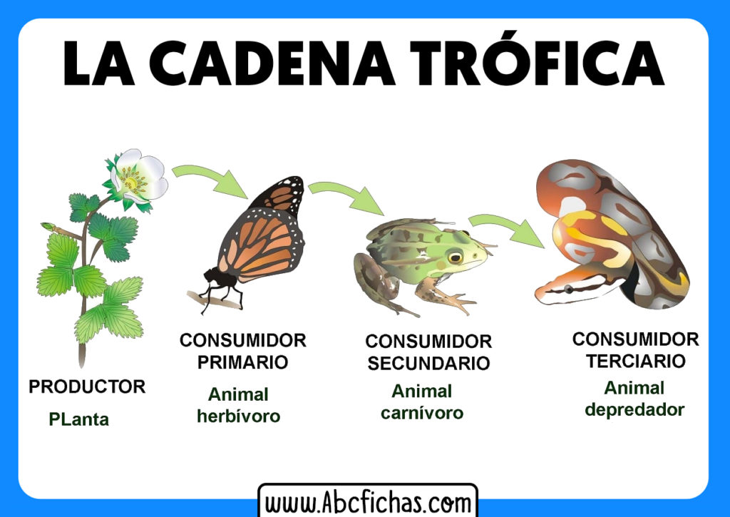 Aprende En Casa Cadena Trofica O Cadena Alimentaria Ciencias – NBKomputer