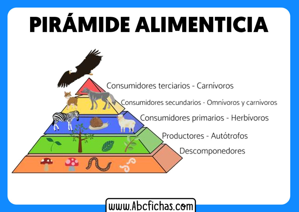 Cadena Alimenticia Piramide 5389