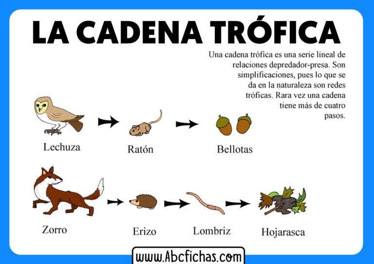 Que Es La Cadena Trofica - ABC Fichas